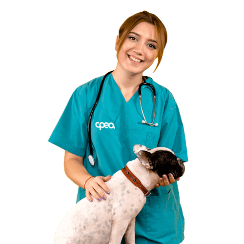 Auxiliar Veterinário Pequenos Animais