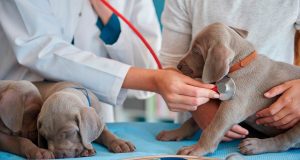 curso-auxiliar-veterinario-pequenos-animais